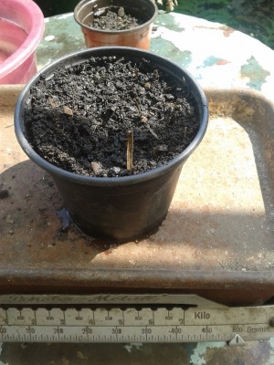 20130725_125140.jpg (285.37 KiB) 12712 mal betrachtet Terra